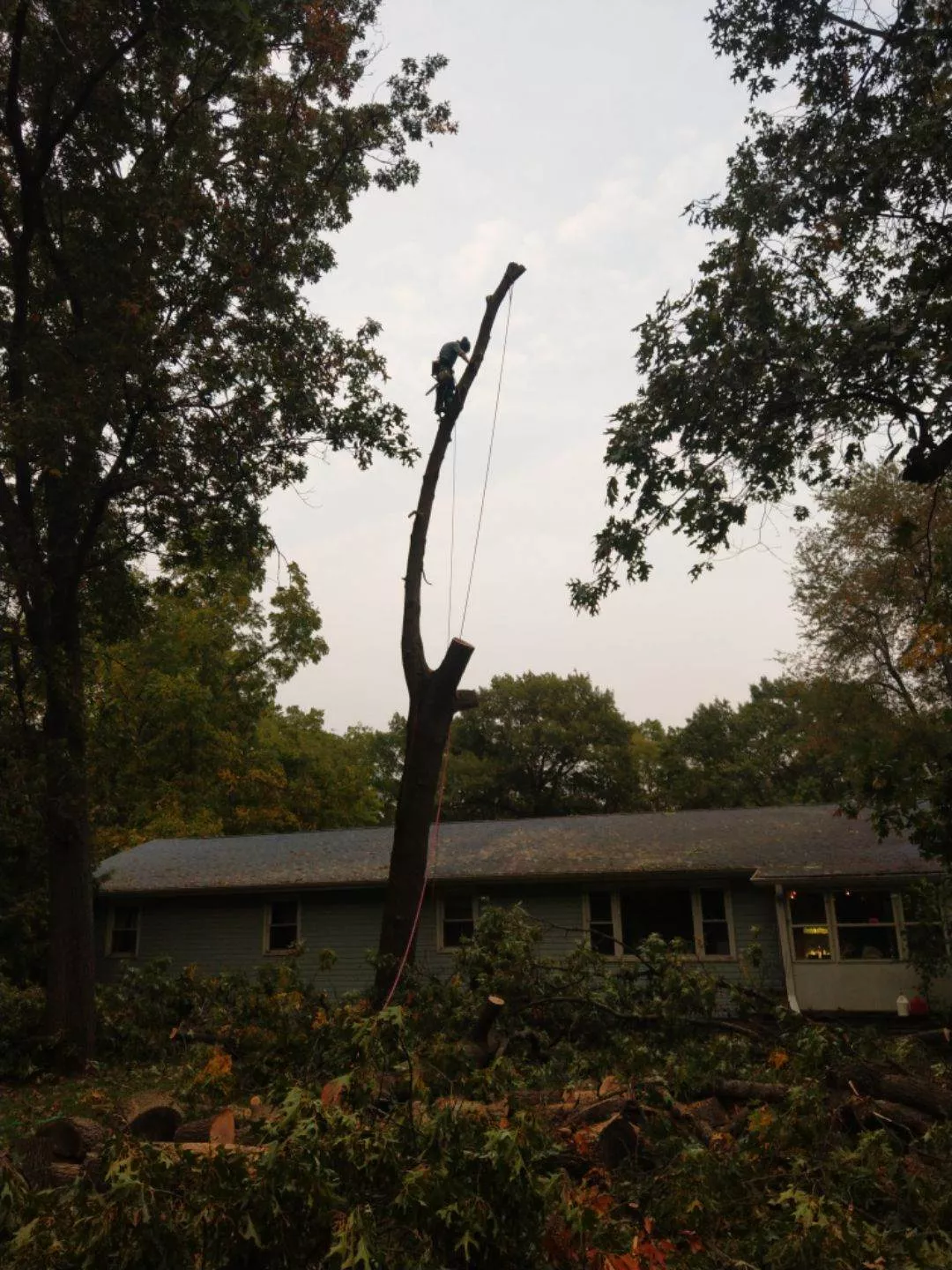 Sweet Carolina Tree Care