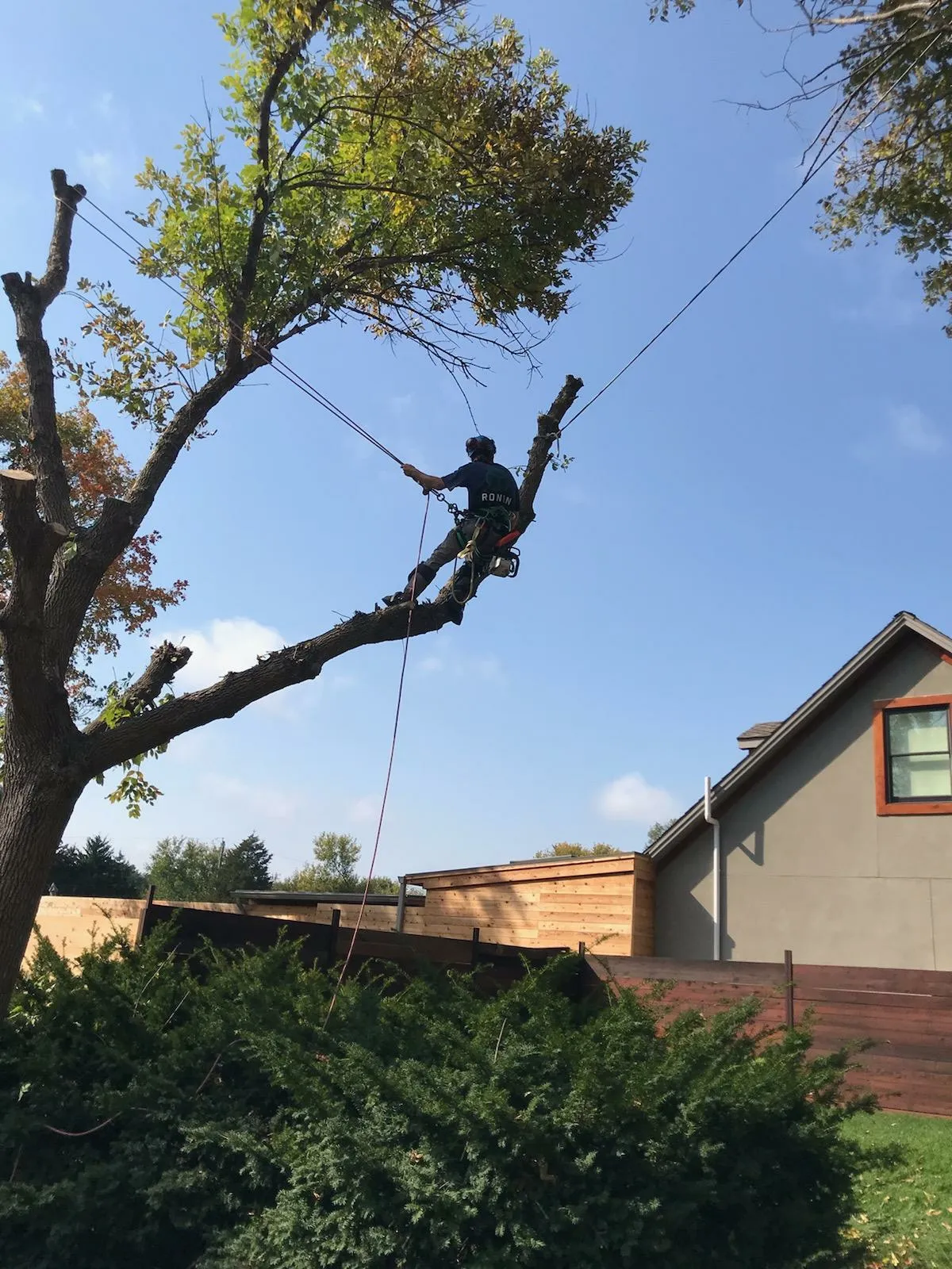 Sweet Carolina Tree Care